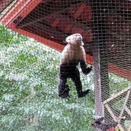 Monkey Safety Nets