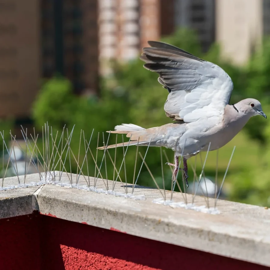 Pigeon Safety Nets